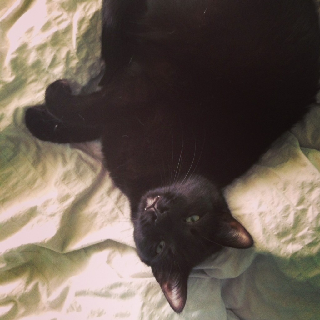 bean