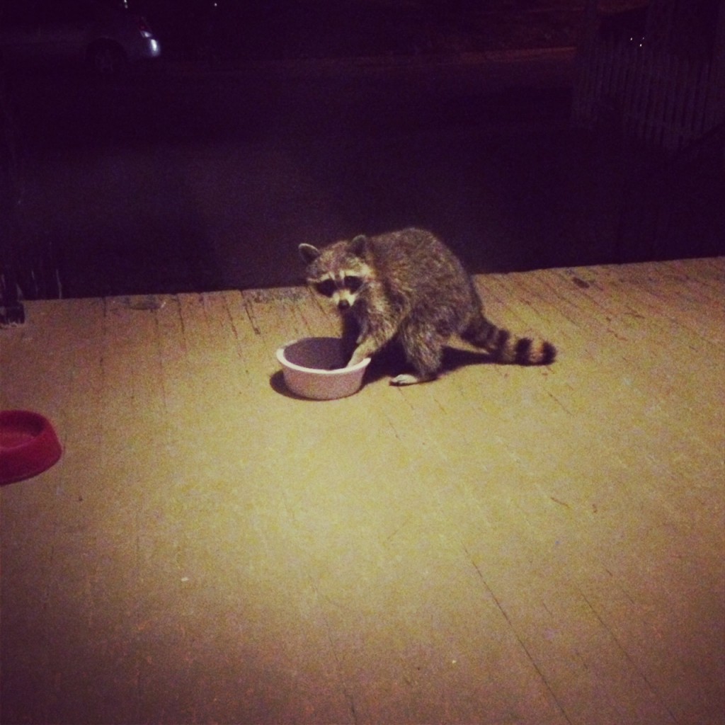 raccoon