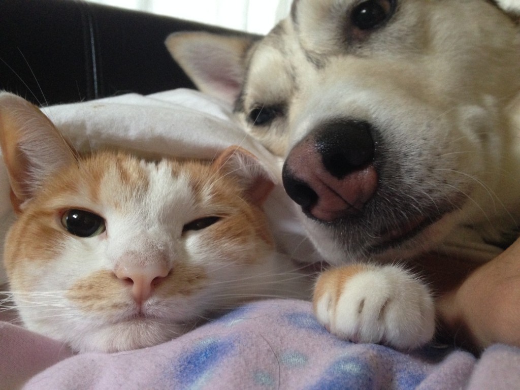 blog-1-snuggle dogs
