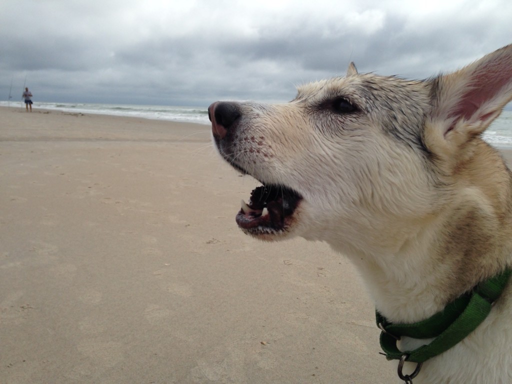 blog-4-sadiewoof