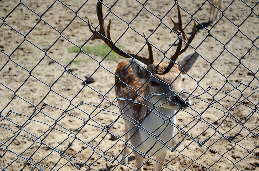 AlabamaZoo20130922_001