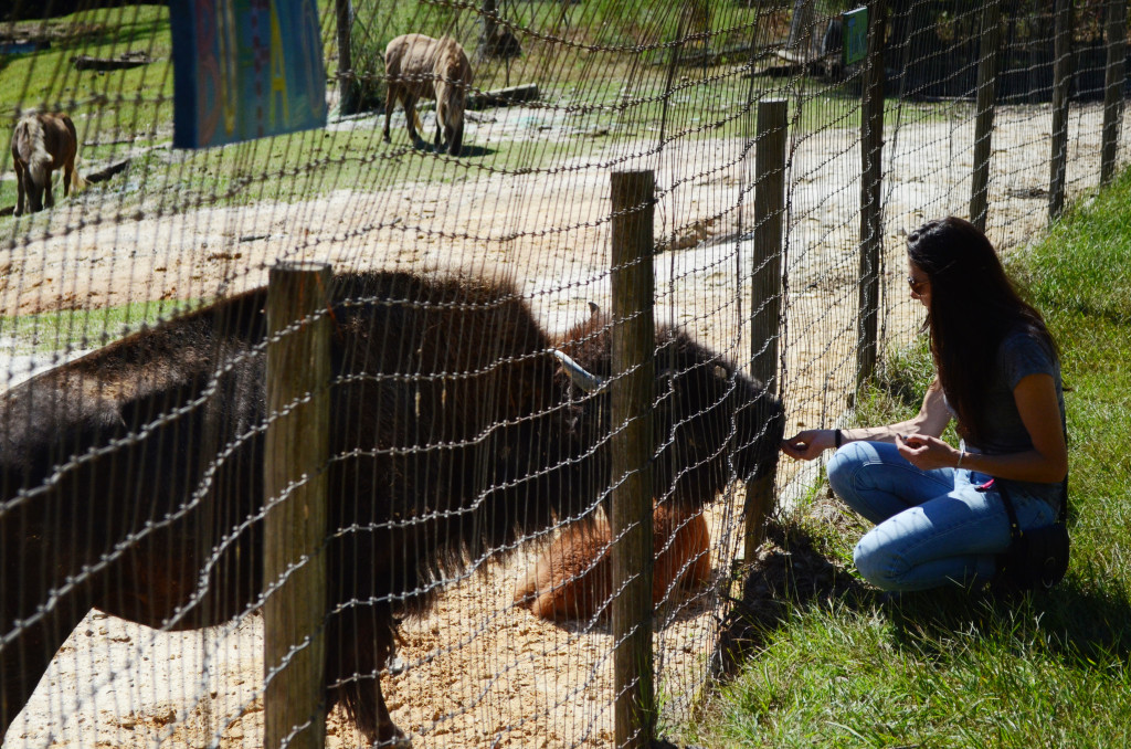 AlabamaZoo20130922_019