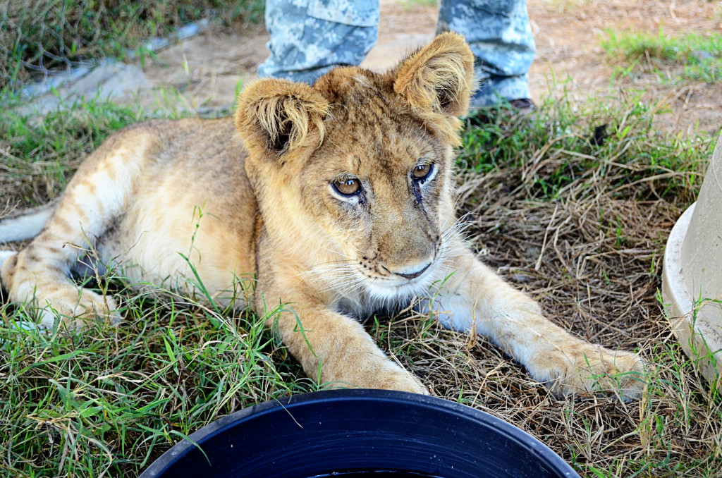 AlabamaZoo20130922_041