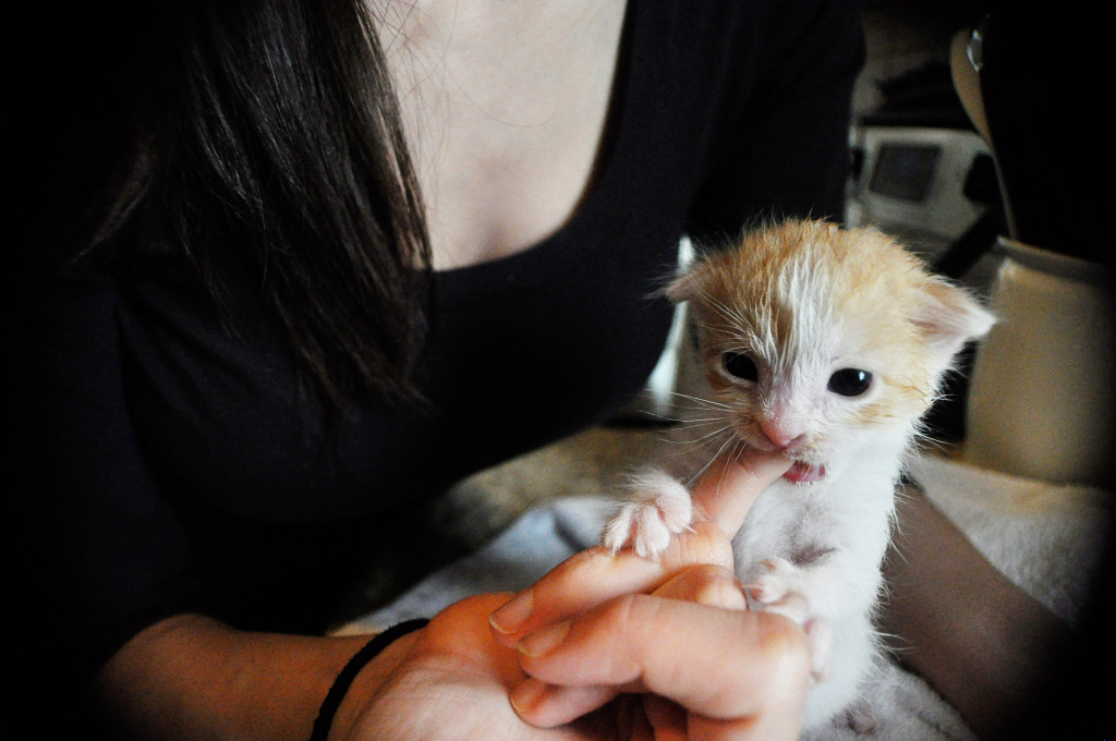 bittcat