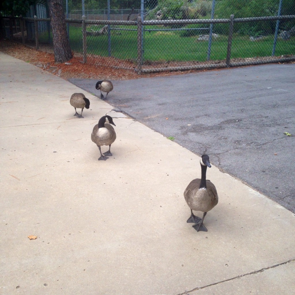 geese2